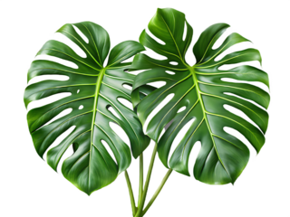Two Large Green Monstera Leaves with Holes Side by Side plant tropical isolated on a transparent background