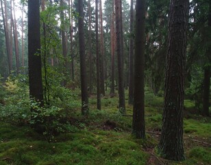 Fototapeta premium Lush forest floor in a misty wood