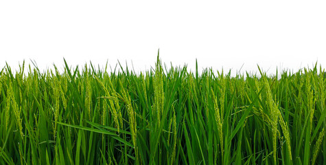 Fresh green rice field png, green rice field with no background png, green rice field with white background