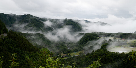 朝霧に包まれた森