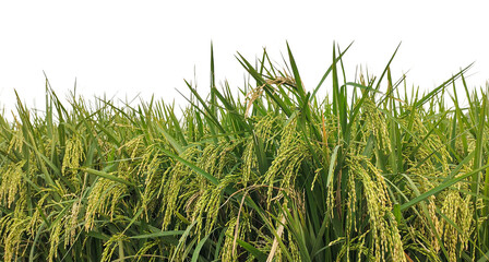 green rice field, Rice Field Lush Green Rice Plants Ready for Harvest, rice field in thailand, green paddy field in the morning, 