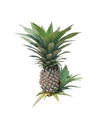 Fresh and juicy tropical pineapple fruit isolated on a clean white background, Fresh Pineapple with Green Leaves Isolated on White, a pineapple on a white background