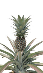 Fototapeta premium A single fresh, ripe, and juicy tropical pineapple with a green leaf is isolated on a clean white background