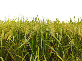 golden rice field with green grass and tall plants, green rice field, Rice Field Lush Green Rice Plants Ready for Harvest, rice field in thailand, green paddy field in the morning, 