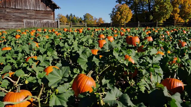Wide-angle video captures a rustic pumpkin patch under clear skies, with vibrant pumpkins and an old barn, evoking a cozy autumn feel.