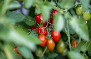 Close up of Red and Orange Cherry Tomatoes