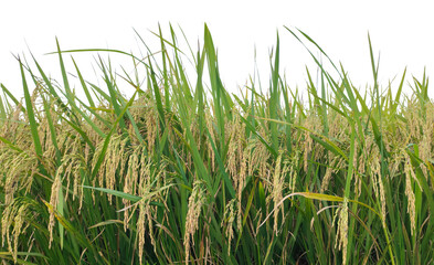 rice field with green leaves on png background, Golden Rice Field Under Sunlight, green grass in the morning
