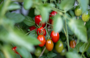 Close up of Red and Orange Cherry Tomatoes