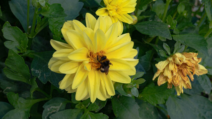 Close-up of yellow dahlia flower with a bumblebee (Bombus sp.) collecting nectar. Fresh bloom next to a withered flower head, green foliage in background.