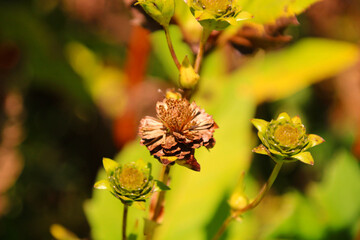 samen   durchwachsene silphie,  feld