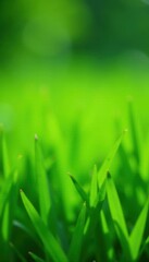 Close-up, intensely green grass, soft focus background, plant, soft, natural