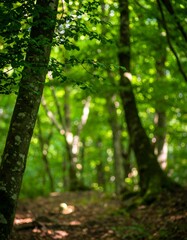 Lush forest interior