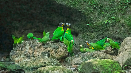 Cobalt-winged Parakeets and Orange-cheeked Parrots at Clay Lick © Leon Burda