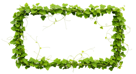 Green vine forming a square frame isolated on transparent background