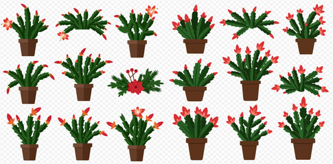 Collection of fifteen Christmas cactus plants, some flowering, in brown pots, arranged on a transparent background.
