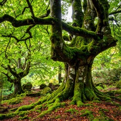 Fototapeta premium Lush forest scene with mossy trees