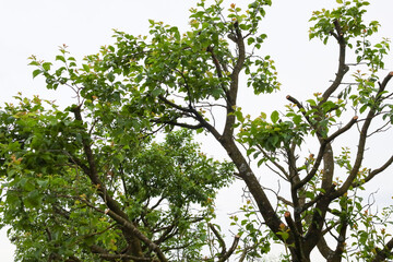 Sprawling branches of a pruned tree with new, fresh shoots and young leaves reaching upwards. The trunks are cut, but already covered with fresh greenery, symbolizing rebirth and growth.