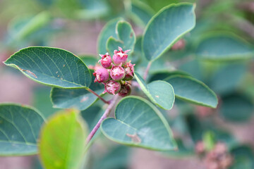 A close-up of ripening berries on a branch with green leaves, creating a sense of freshness and natural beauty. This photo is perfect for illustrations on the topics of nature, organic food, summer, a