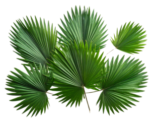 Cluster of Saw Palmetto Leaves in Decorative Arrangement, Isolated PNG