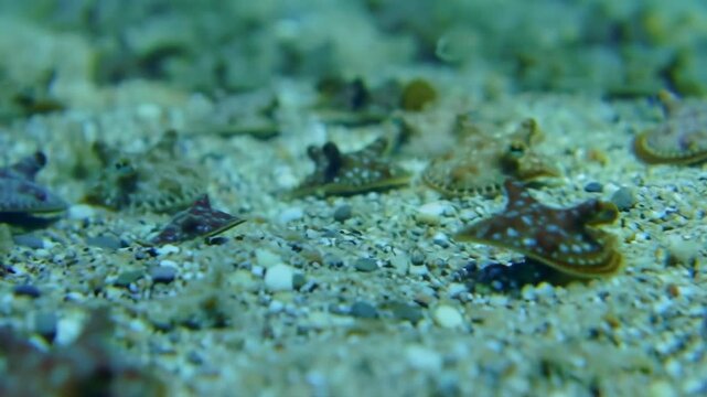 Group of batfish swimming in a sandy sea. Aquatic life in the aquarium. Underwater marine life. Wildlife sea creatures, tropical fish.