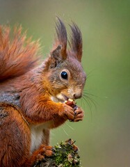 Obraz premium Close-up of a red squirrel eating a nut (3)