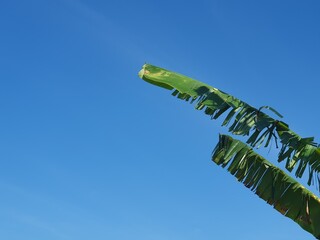 Landscape and green leaves 