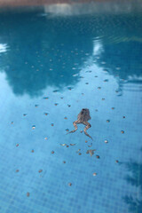 Frog Spawning in the Pond
