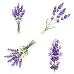Naklejka premium Lavender Bloom Collection: A collection of exquisitely illustrated lavender blooms, showcasing their delicate beauty and versatility, perfect for artistic projects or floral designs.