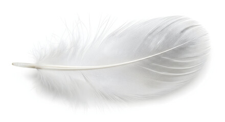 Bulu ayam, white feather  background