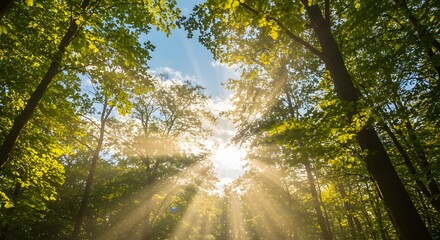 Obraz premium Sunlight through forest canopy