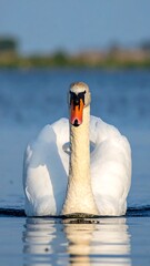 Majestic swan on tranquil water