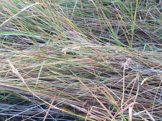 dry grass background