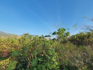 Blue sky and landscape 
