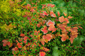 Colorful leaves transform the garden into a masterpiece, celebrating the beauty of autumn's arrival