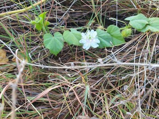 Blue sky and landscape 
