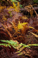 Ferns in vibrant shades of yellow, green, and brown cover the forest floor during autumn