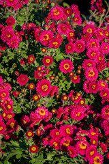 A lush garden filled with blooming pink flowers creates a vibrant scene in full daylight