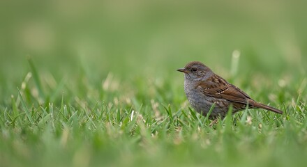 Charming small brown bird peeking through lush green grass, capturing the essence of nature's delicate beauty and peaceful outdoor moments.