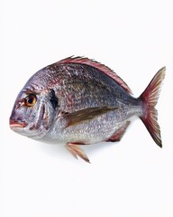 Fototapeta premium Seabream, A Culinary Gem: An eye-level, close-up shot captures the intricate details of a fresh seabream fish, showcasing its scales, fins, and vibrant color.