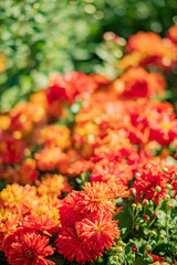Bright orange and red blooms create a stunning display in a sunlit garden scene, celebrating spring