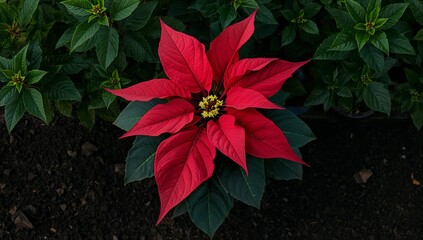 A vibrant red poinsettia flower in full bloom surrounded by dark green leaves