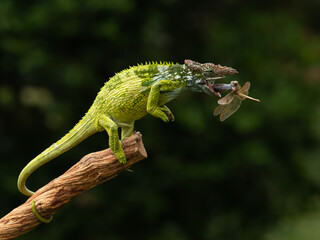A green chameleon with a long tongue extended to catch a small insect near a purple flower, against a blurry green background, 21 September 2025 Indonesia © Adi