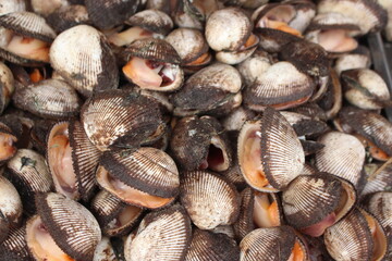 clam on the market