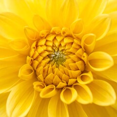 Fototapeta premium Close-up of a bright yellow flower