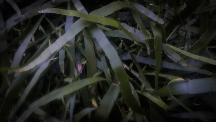 Leaves background photo with macro technique