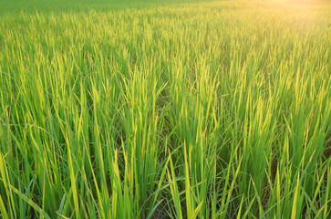 A verdant field of wheat and grass sways gently in the summer breeze, a picture of natural growth and rural farming