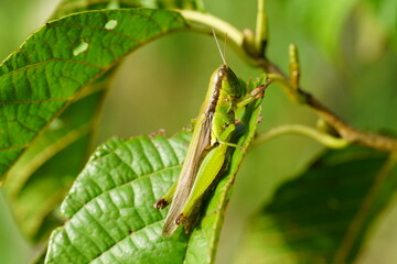 ハネナガイナゴ