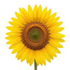 Fototapeta premium Pristine, vibrant sunflower with luminous yellow petals and intricate dark brown florets on a transparent background with copy space, showcasing natural beauty and vitality concept.