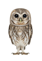 Fototapeta premium Small juvenile owl with intricate brown and white plumage, large curious eyes, and a gold monocle, stands contemplating on a transparent studio background, concept of intellectual curiosity