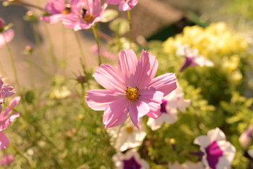 Pink cosmos flower in garden with soft bokeh background